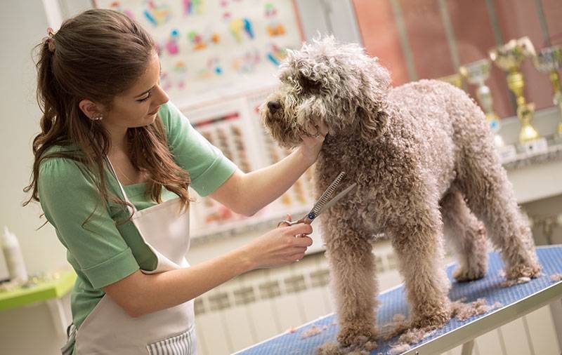 Dog Grooming Classes