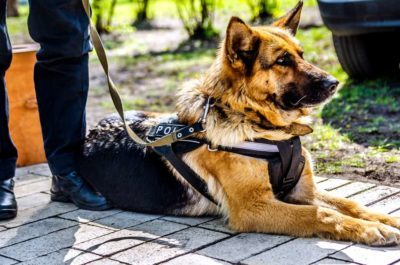 Police service dogs training