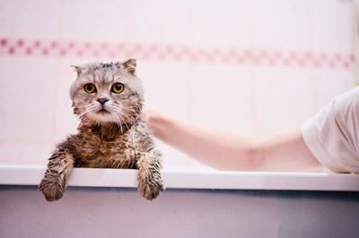 Cat bathing safely