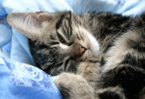 Adorable Sleeping Cat