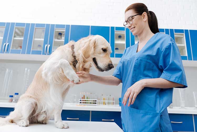 Veterinary Technicians Enjoy a Bright Career Outlook