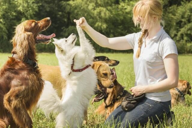 How to Choose a Certified Dog Trainer