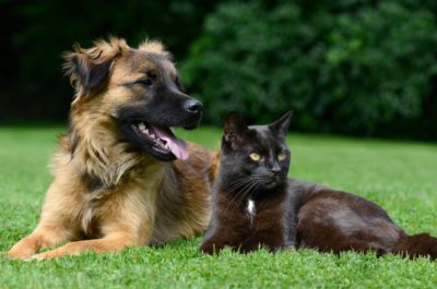 Become the Ultimate Pet Trainer at Animal Behavior College