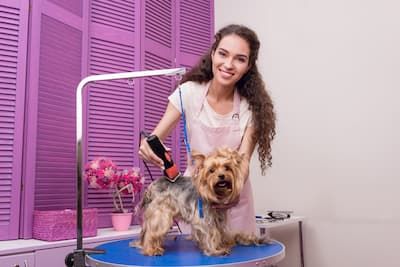 Woman Grooming Dog